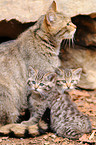 wildcat