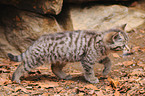 young wildcat