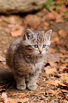 young wildcat