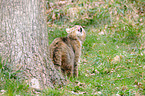 wildcat