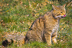 wildcat