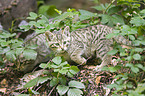 young wildcat