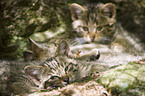 young wildcats