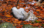 young wildcat