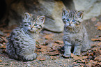 young wildcats