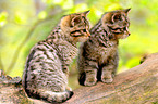 young wildcats