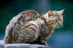wildcat