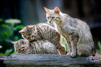 wildcats