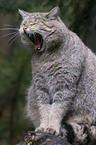 wildcat