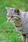 wildcat