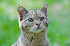wildcat