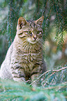 wildcat