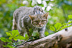 wildcat