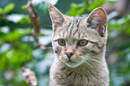 wildcat