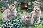 wildcats
