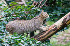 wildcat