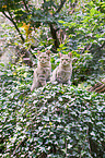 wildcats