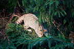 wildcat
