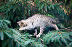wildcat
