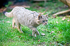 wildcat