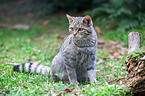 wildcat