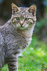 wildcat