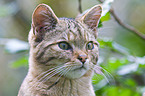 wildcat