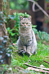 wildcat
