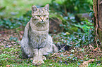 wildcat