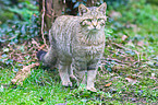 wildcat