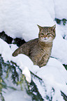 wildcat
