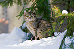 wildcat