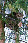 wildcat