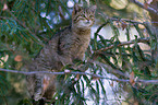 wildcat