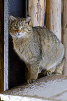 wildcat