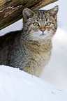 wildcat portrait