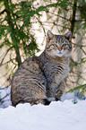 wildcat