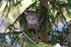 wildcat