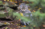 wildcat