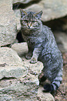 wildcat