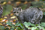 wildcat
