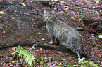 wildcat