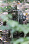 wildcat