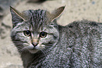 wildcat