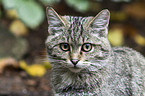wildcat