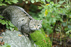 wildcat
