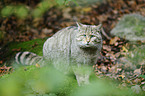 wildcat