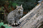 wildcat