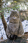 wildcat