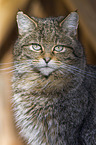 wildcat